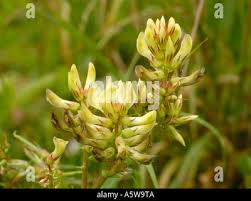 Attēlu rezultāti vaicājumam “Astragalus glycyphyllos flower”