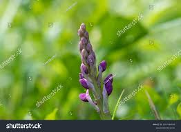 Attēlu rezultāti vaicājumam “Orchis mascula bud”