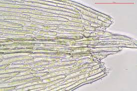 Attēlu rezultāti vaicājumam “Pohlia cruda”