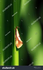 Attēlu rezultāti vaicājumam “Oecophoridae”