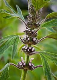 Image result for Leonurus cardiaca