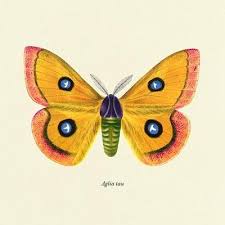 Attēlu rezultāti vaicājumam “Aglia tau”