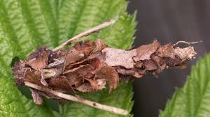 Attēlu rezultāti vaicājumam “Canephora hirsuta larva”