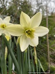 Attēlu rezultāti vaicājumam “Narcissus”