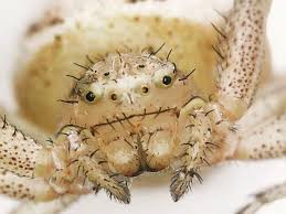 Attēlu rezultāti vaicājumam “Xysticus ulmi adult”