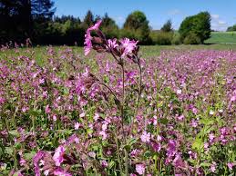 Image result for Pechnelke