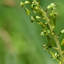 Attēlu rezultāti vaicājumam “Listera ovata flower”