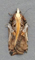 Attēlu rezultāti vaicājumam “Acleris cristana”