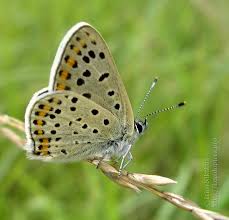 Attēlu rezultāti vaicājumam “Lycaena tityrus male”
