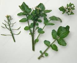 Image result for Rorippa nasturtium-aquaticum