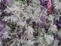 Attēlu rezultāti vaicājumam “Hylocomium splendens”