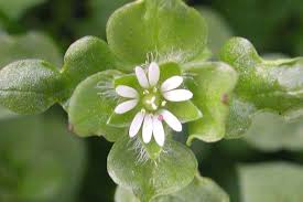 Attēlu rezultāti vaicājumam “Stellaria media flower”