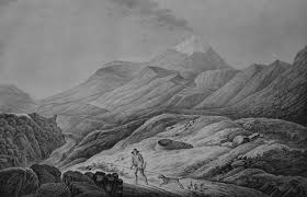 Attēlu rezultāti vaicājumam “Comatricha alta young”