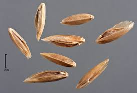 Attēlu rezultāti vaicājumam “Poa pratensis”