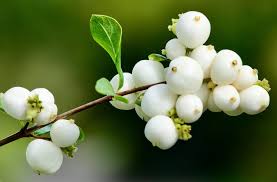 Attēlu rezultāti vaicājumam “Symphoricarpos albus fruit”