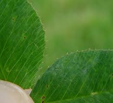 Attēlu rezultāti vaicājumam “Trifolium spadiceum leaf”