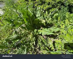 Attēlu rezultāti vaicājumam “Armoracia rusticana leaf”