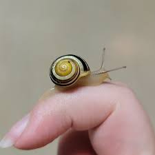 Attēlu rezultāti vaicājumam “Cepaea hortensis”