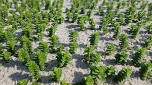 Attēlu rezultāti vaicājumam “Honckenya peploides fruit”