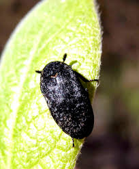 Attēlu rezultāti vaicājumam “Dermestes murinus”