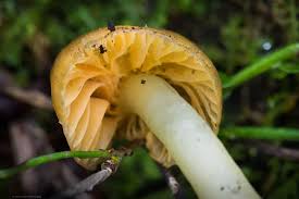 Attēlu rezultāti vaicājumam “Enteridium olivaceum macro”