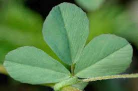 Attēlu rezultāti vaicājumam “Trifolium dubium leaf”