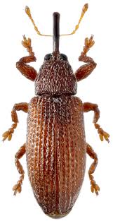 Attēlu rezultāti vaicājumam “Brachonyx pineti”