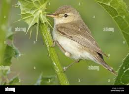 Image result for Hippolais pallida