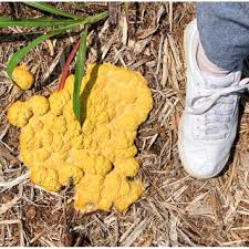 Attēlu rezultāti vaicājumam “Lycogala confusum young”