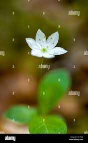 Attēlu rezultāti vaicājumam “Trientalis europaea”