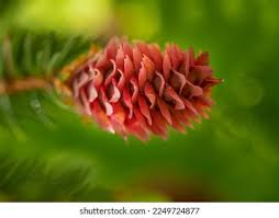 Attēlu rezultāti vaicājumam “Picea abies female flower”