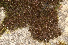 Attēlu rezultāti vaicājumam “Schistidium dupretii sporophyte”