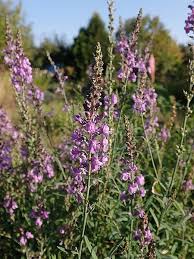 Image result for Linaria purpurea