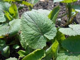 Attēlu rezultāti vaicājumam “Lunaria rediviva leaf”