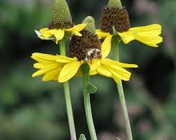 Image result for Rudbeckia Paradisio