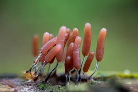 Attēlu rezultāti vaicājumam “Stemonitopsis typhina”