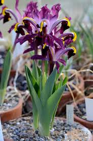 Attēlu rezultāti vaicājumam “Iris rosenbachiana”