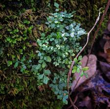 Attēlu rezultāti vaicājumam “Asplenium ruta-muraria”
