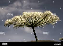 Attēlu rezultāti vaicājumam “Libanotis montana fruit”