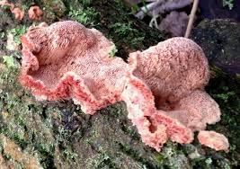 Attēlu rezultāti vaicājumam “Postia”