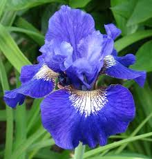 Attēlu rezultāti vaicājumam “Iris sibirica”