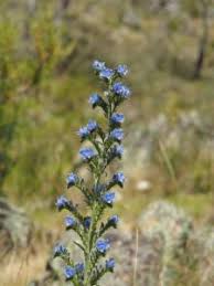 Attēlu rezultāti vaicājumam “Echium vulgare bud”