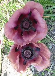 Attēlu rezultāti vaicājumam “Papaver orientale  flower”