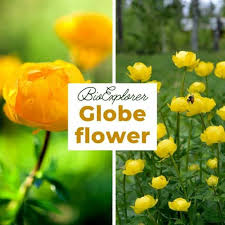 Attēlu rezultāti vaicājumam “Trollius europaeus flower”