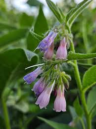 Attēlu rezultāti vaicājumam “Symphytum asperum”