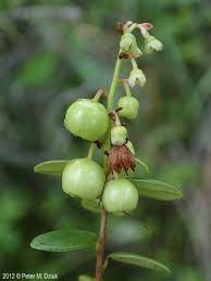 Attēlu rezultāti vaicājumam “Vaccinium vitis-idaea fruit”