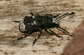 Attēlu rezultāti vaicājumam “Platystomos albinus”