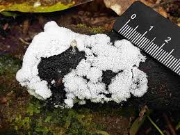 Attēlu rezultāti vaicājumam “Ceratiomyxa fruticulosa sessile”