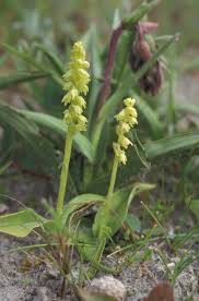 Attēlu rezultāti vaicājumam “Herminium monorchis flower”