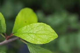 Attēlu rezultāti vaicājumam “Prunus spinosa leaf”